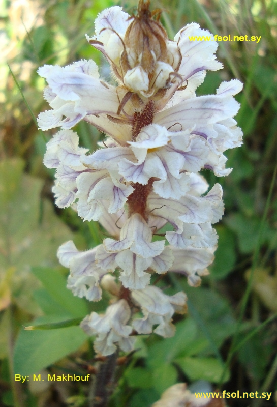 Orobanche crenata Forssk.